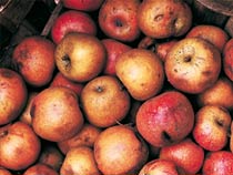 Las variedades autóctonas de manzana, como la urtebi, saltxipi, txalaka y bizkai eran las más utilizadas en la producción de sidra