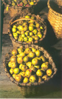 Variedades de manzana