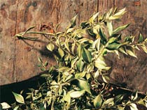Dolareko hustubidearen ahoa, Basaerratza, Ruscus aculeatus, adarrak jarrita dituela sagardoaren ezpurutasunak iragazteko.