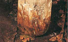 Sagarrak jotzeko
 pisoia